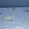 rpoktallin022