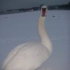 rpoktallin025